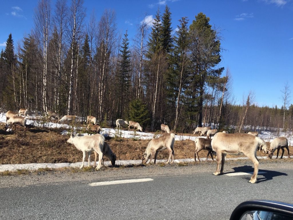 A group of reindeer walking on a road in a mountain-village in Swedish Lapland
