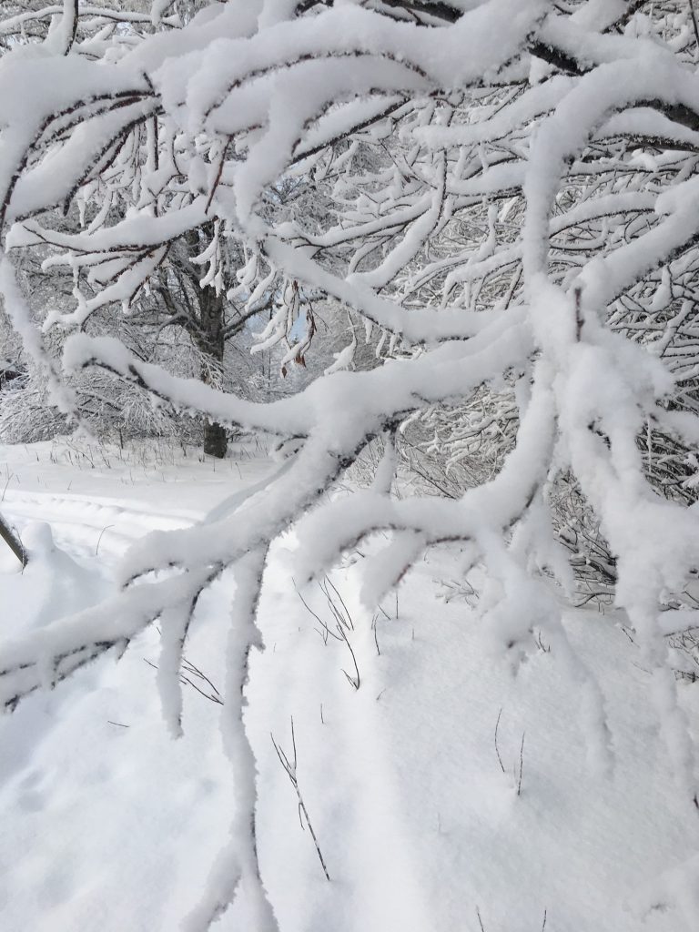 A snow-covered tree in the Swedish Laplands during winter
