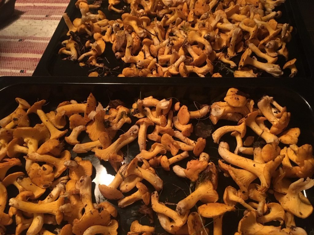 Peeled and cut potatoes in trays