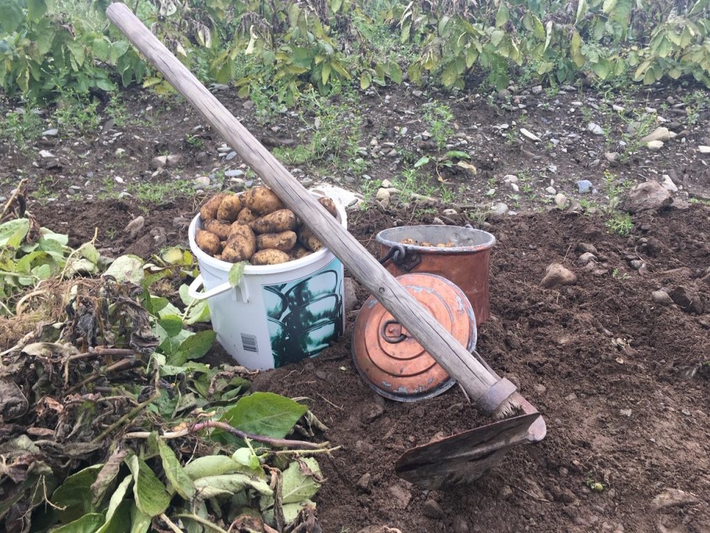 Potatoes in a bucket alongside a shovel in a garden in a mountain-village in the Swedish Lapland