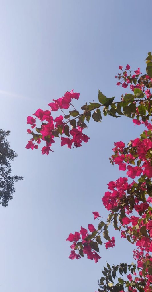 Two branches of pink flowers against the backdrop of a clear blue sky in Mumbai, India