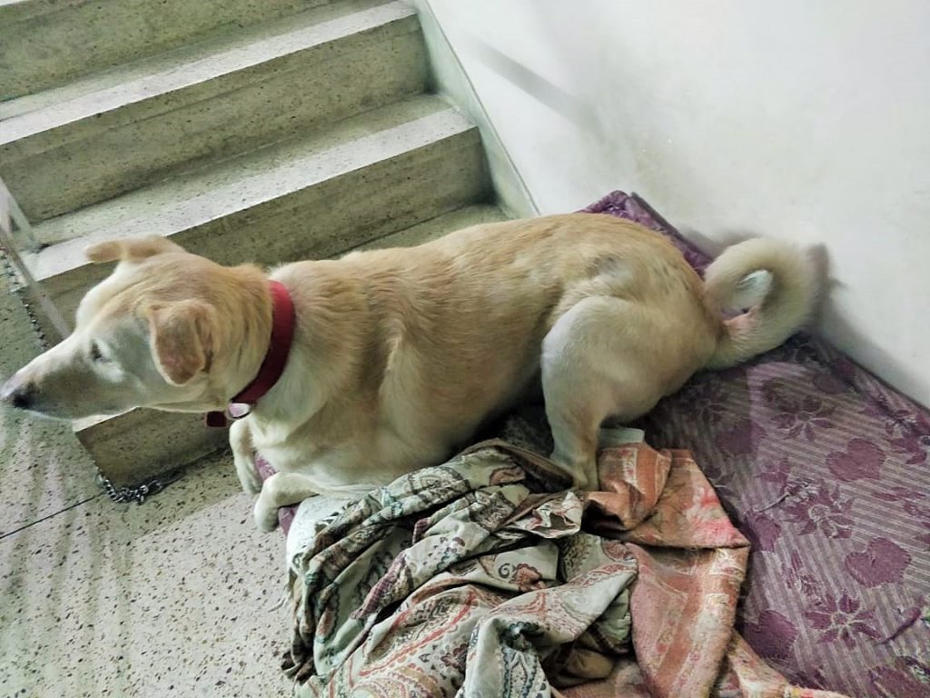 Dobby sitting on his bed with his tail visibly curled up